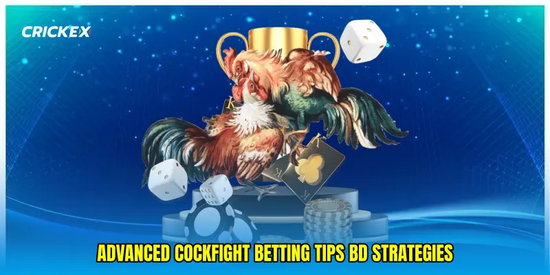 Advanced Cockfight betting tips BD Strategies