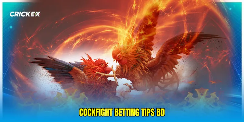 Cockfight betting tips BD